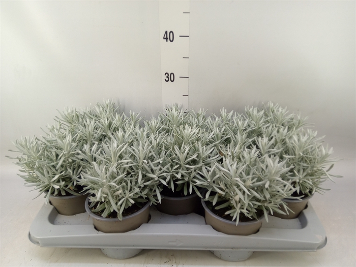 Helichrysum stoec. 'Sylvito Silver'