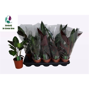 CALATHEA MIX P12