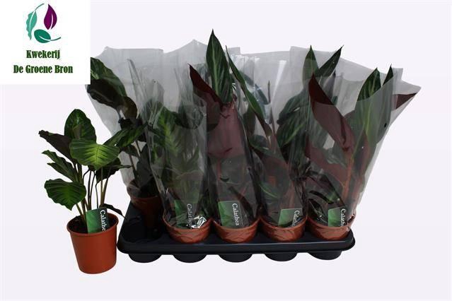 <h4>CALATHEA MIX P12</h4>