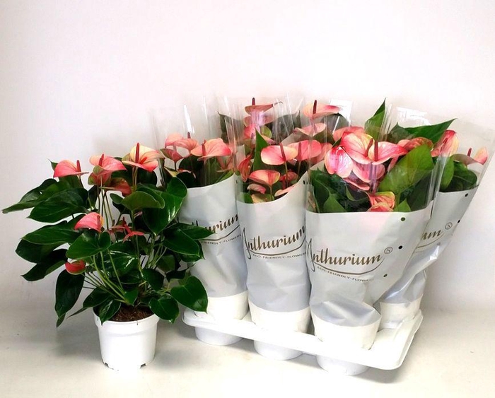 <h4>Anthu A Mystique</h4>