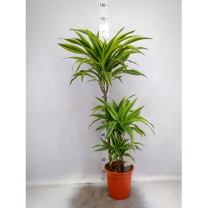 Dracaena fr de 'LemonLime'