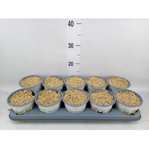 Hordeum sp.   ...kattegras zaai