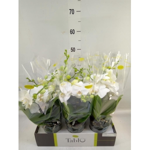 Phalaenopsis   ...white