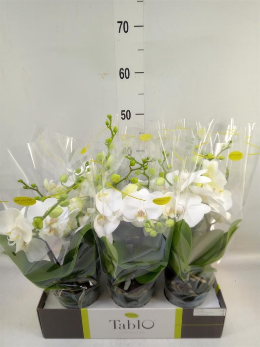 <h4>Phalaenopsis   ...white</h4>