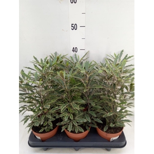 Dizygotheca eleg. 'Bianca'