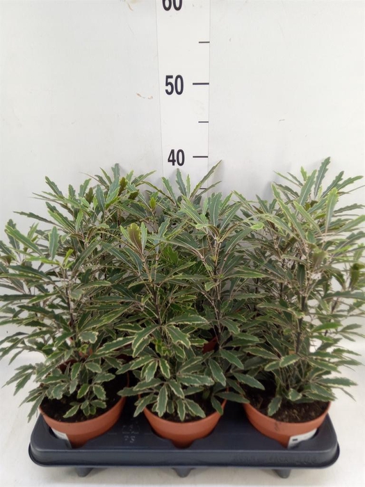 <h4>Dizygotheca eleg. 'Bianca'</h4>