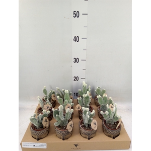 Opuntia microdasys 'Albispina'