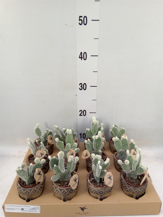 <h4>Opuntia microdasys 'Albispina'</h4>
