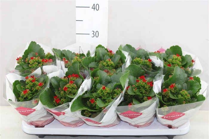 Kalanchoe Bl Rood