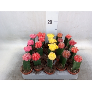 Gymnocalycium mihanov. 'Japan'  mix