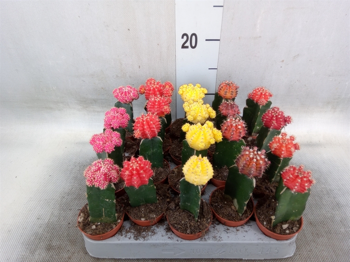 <h4>Gymnocalycium mihanov. 'Japan'  mix</h4>