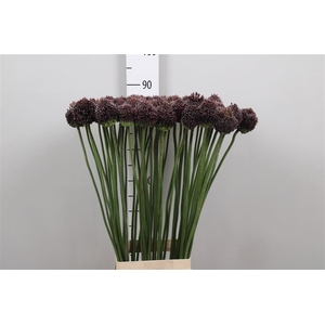 Allium Forelock