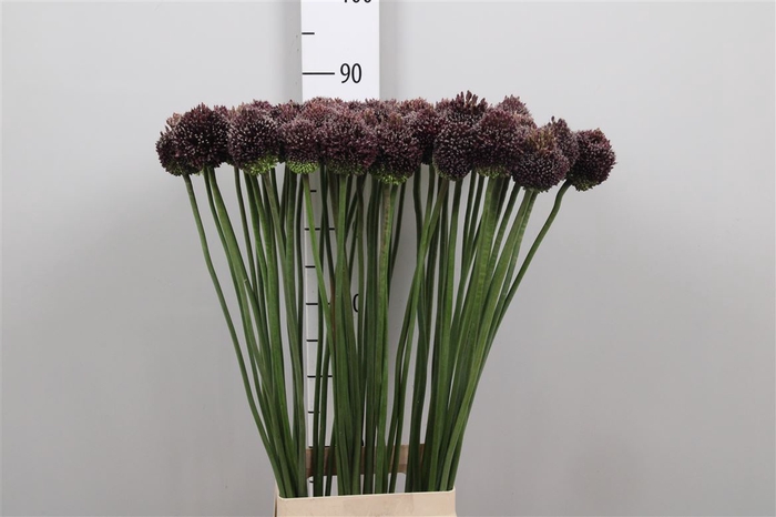 <h4>Allium Forelock</h4>
