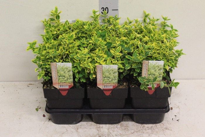<h4>Euonymus fortunei 'Emerald 'n' Gold' P17 potgekweekt</h4>
