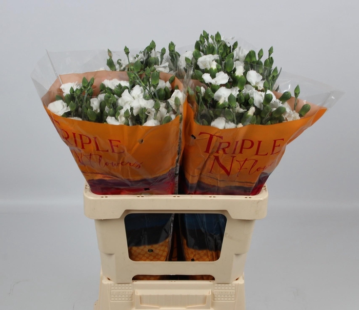 <h4>DI TE SOLOMIO LEX</h4>