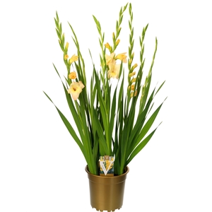 Gladiolus glamini charlotte
