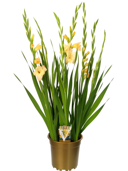 <h4>Gladiolus glamini charlotte</h4>
