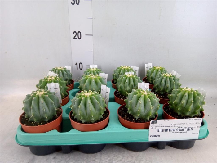 <h4>Cactus   ...</h4>