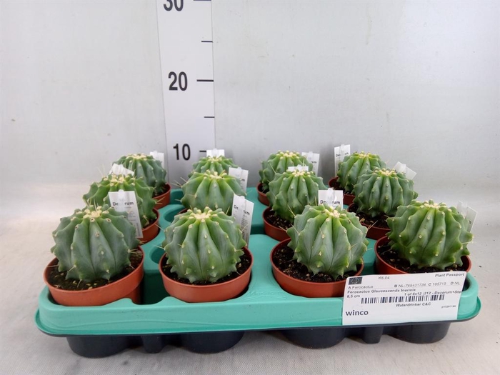 <h4>Cactus   ...</h4>