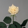 R Gr Premium Escimo