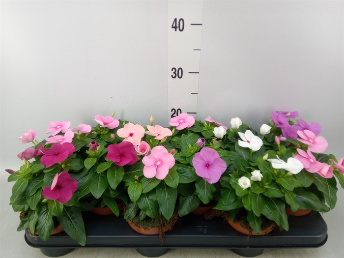 <h4>Catharanthus ros.   ...mix</h4>
