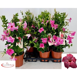 MANDE QOS VELVE ROSE