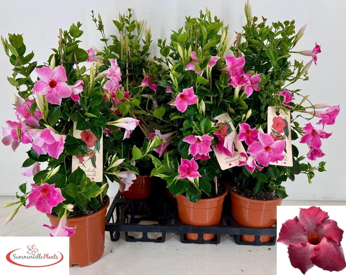 <h4>MANDE QOS VELVE ROSE</h4>