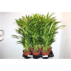 Dypsis Lutescens 20pp