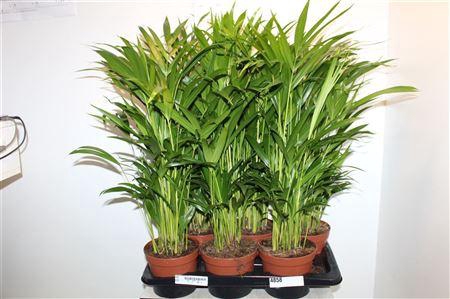 Dypsis Lutescens 20pp