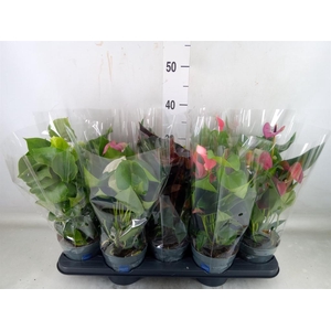 Anthurium   ...mix