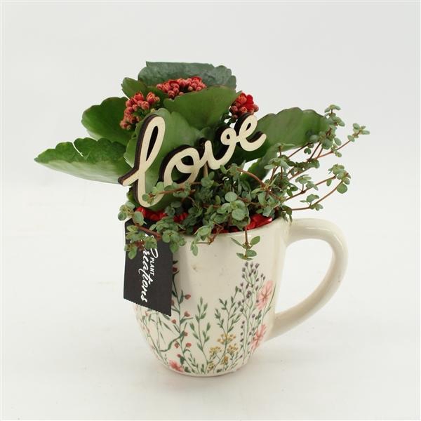Arrangementen Kalanchoe 6%