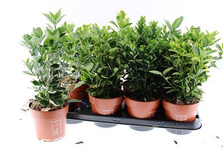 <h4>Euonymus Jap Gem</h4>