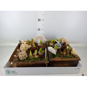 Arr.   Bol/Knolgewas L%