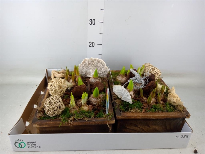 <h4>Arr.   Bol/Knolgewas L%</h4>