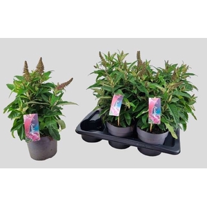 BUDD BFC LITTLE PINK