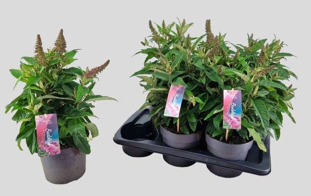 BUDD BFC LITTLE PINK