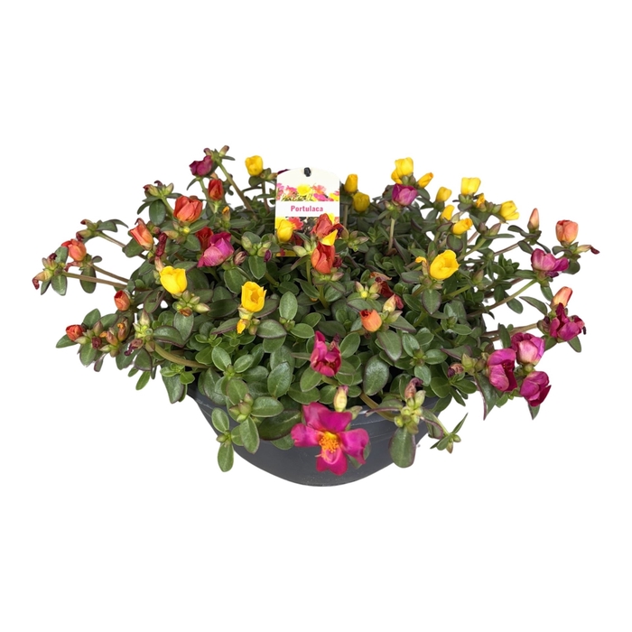 <h4>Portulaca   ...</h4>