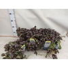 Ajuga Ff N Nightinga