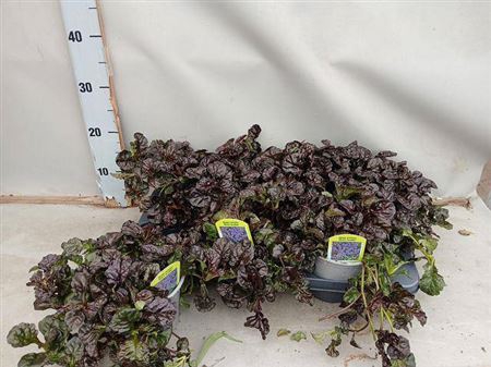 Ajuga Ff N Nightinga
