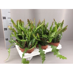 Epiphyllum anguliger