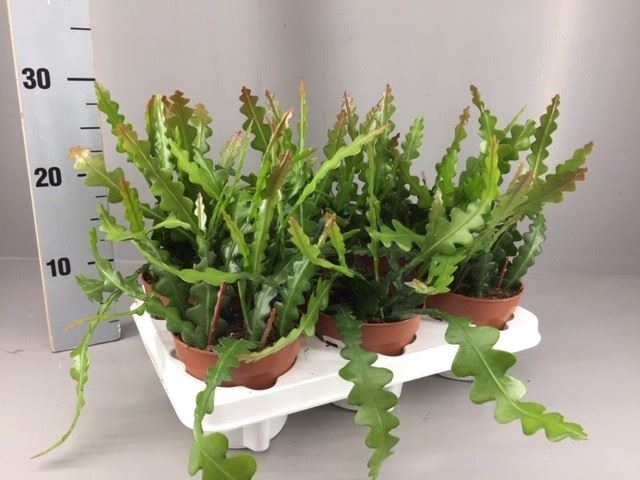 <h4>Epiphyllum anguliger</h4>