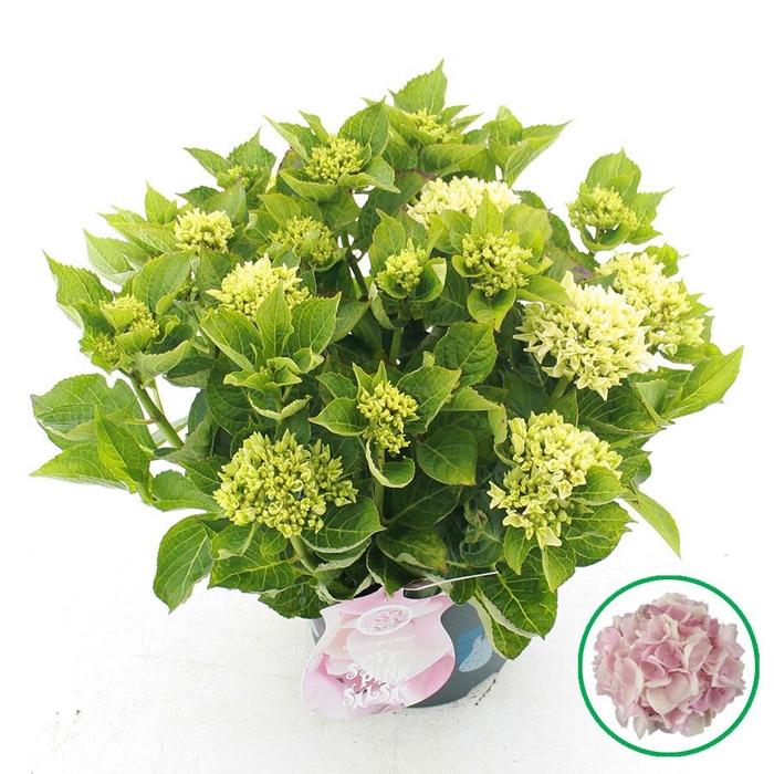 <h4>Hydrangea macr. Music Collection® 'Soft Pink Salsa'® C5 (23cm.) Kn.</h4>
