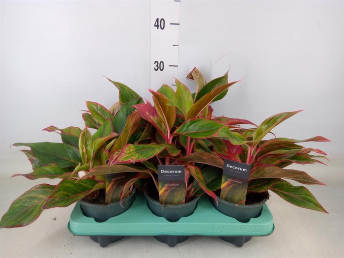 <h4>Aglaonema  'Crete'</h4>