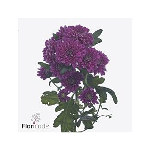 Chrys sp fabienne purple
