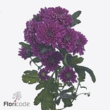 <h4>Chrys sp fabienne purple</h4>