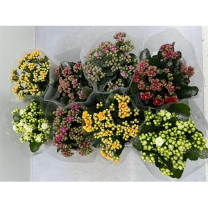 Kalan Mix + Glitters