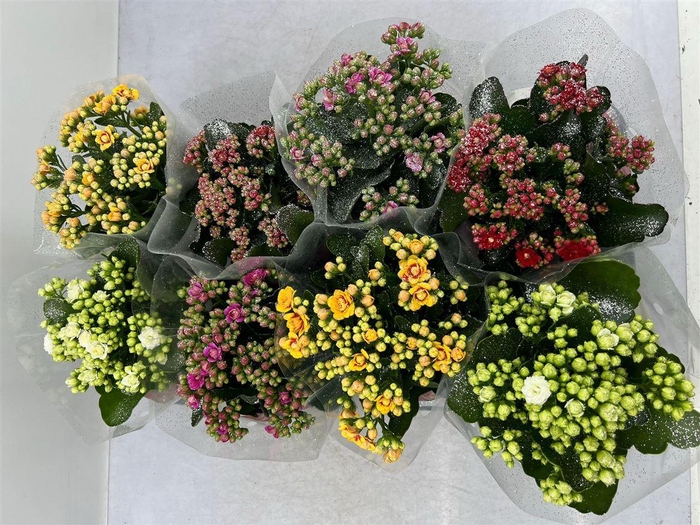 <h4>Kalan Mix + Glitters</h4>