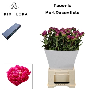 PAEO L KARL ROSENF M Box
