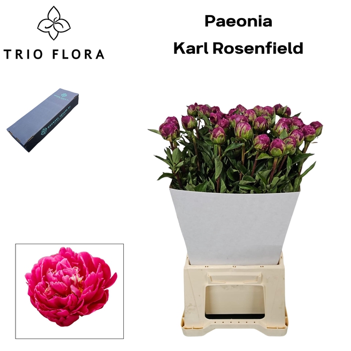 <h4>PAEO L KARL ROSENF S Box</h4>