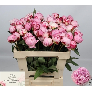 PAEO L SARA BERNHARD